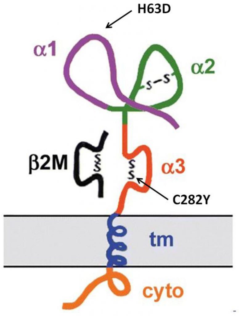 Normal Function of Key Players BCM 441 Advanced Biochemistry